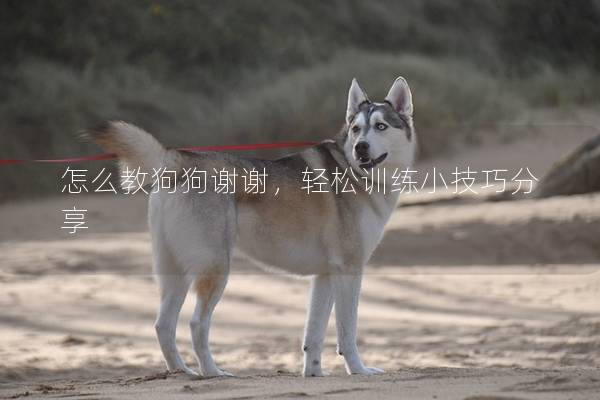怎么教狗狗谢谢，轻松训练小技巧分享