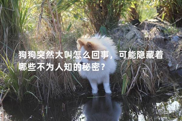 狗狗突然大叫怎么回事，可能隐藏着哪些不为人知的秘密？