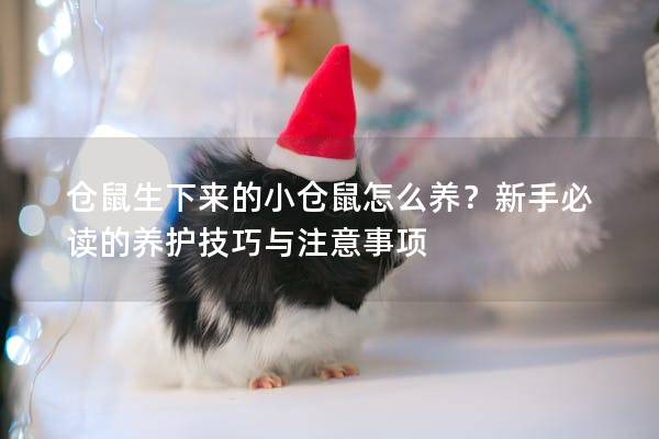 仓鼠生下来的小仓鼠怎么养？新手必读的养护技巧与注意事项