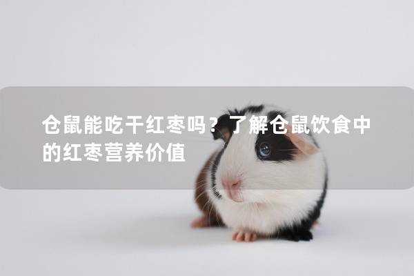 仓鼠能吃干红枣吗？了解仓鼠饮食中的红枣营养价值