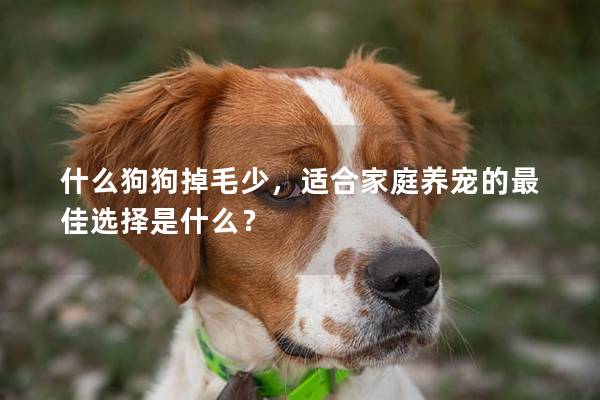 什么狗狗掉毛少,适合家庭养宠的最佳选择是什么? 什么狗狗掉毛少,适合家庭养宠的最佳选择是什么?