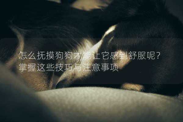 怎么抚摸狗狗才能让它感到舒服呢?掌握这些技巧与注意事项 怎么抚摸狗狗才能让它感到舒服呢?掌握这些技巧与注意事项