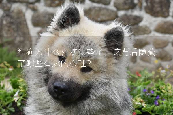 狗狗为什么喜欢刨垫子，这背后隐藏了哪些有趣的心理？