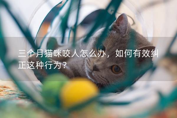 三个月猫咪咬人怎么办，如何有效纠正这种行为？