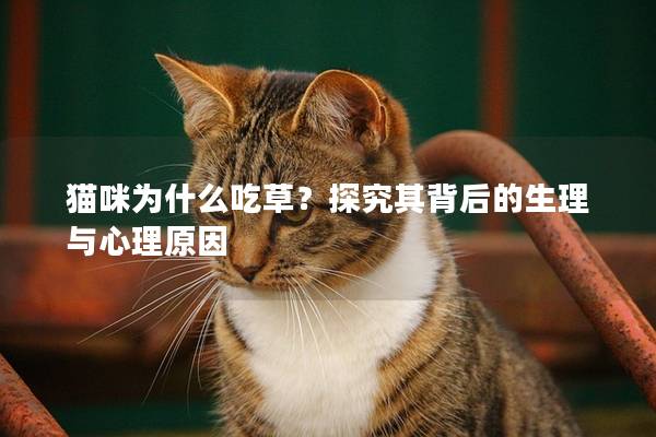 猫咪为什么吃草？探究其背后的生理与心理原因