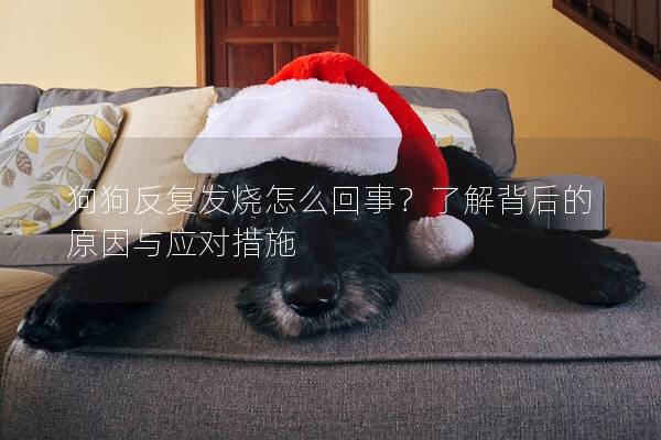 狗狗反复发烧怎么回事?了解背后的原因与应对措施 狗狗反复发烧怎么回事?了解背后的原因与应对措施