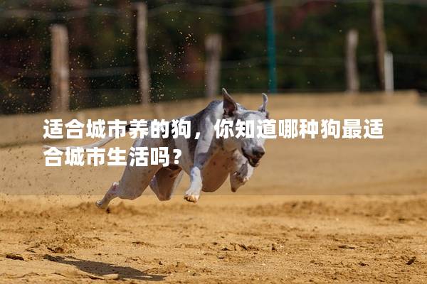 适合城市养的狗,你知道哪种狗最适合城市生活吗? 适合城市养的狗,你知道哪种狗最适合城市生活吗?