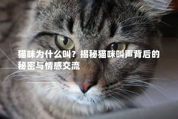 猫咪为什么叫？揭秘猫咪叫声背后的秘密与情感交流