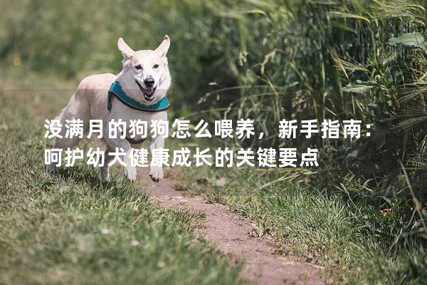 没满月的狗狗怎么喂养,新手指南:呵护幼犬健康成长的关键要点 没满月的狗狗怎么喂养,新手指南:呵护幼犬健康成长的关键要点