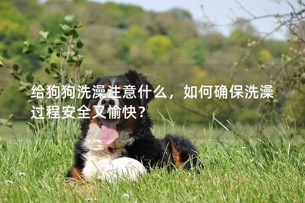 给狗狗洗澡注意什么，如何确保洗澡过程安全又愉快？