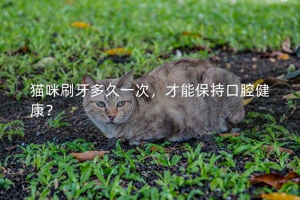 猫咪刷牙多久一次，才能保持口腔健康？