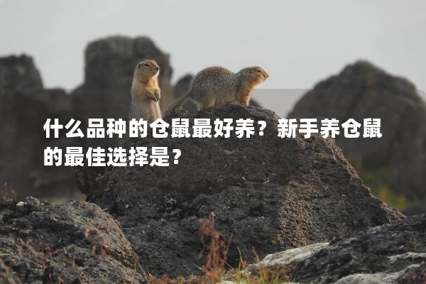 什么品种的仓鼠最好养？新手养仓鼠的最佳选择是？
