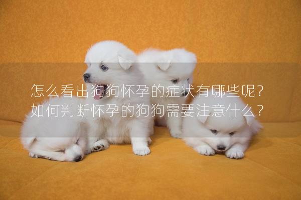 怎么看出狗狗怀孕的症状有哪些呢?如何判断怀孕的狗狗需要注意什么? 怎么看出狗狗怀孕的症状有哪些呢?如何判断怀孕的狗狗需要注意什么?