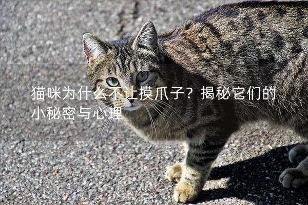 猫咪为什么不让摸爪子？揭秘它们的小秘密与心理