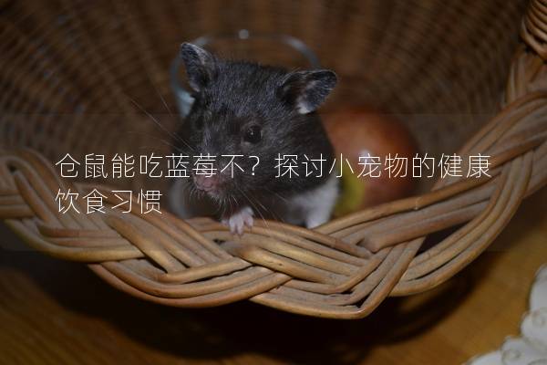 仓鼠能吃蓝莓不？探讨小宠物的健康饮食习惯