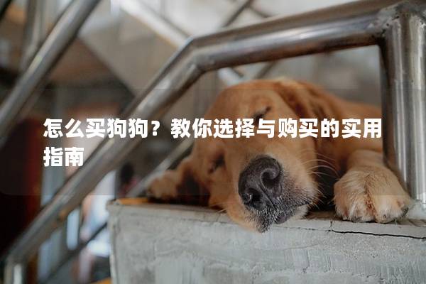怎么买狗狗?教你选择与购买的实用指南 怎么买狗狗?教你选择与购买的实用指南