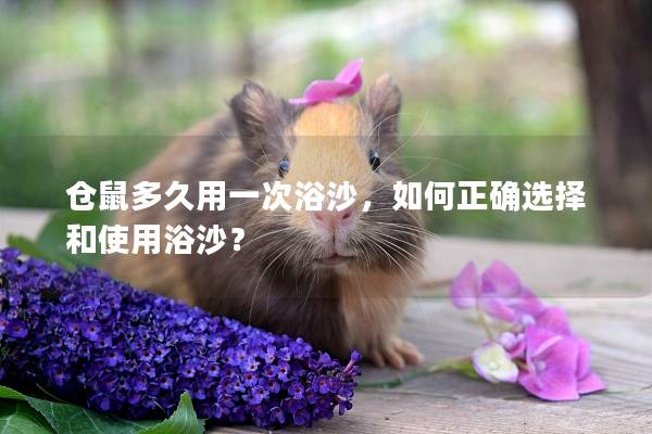 仓鼠多久用一次浴沙，如何正确选择和使用浴沙？