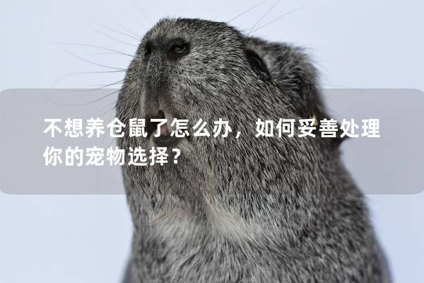 不想养仓鼠了怎么办，如何妥善处理你的宠物选择？