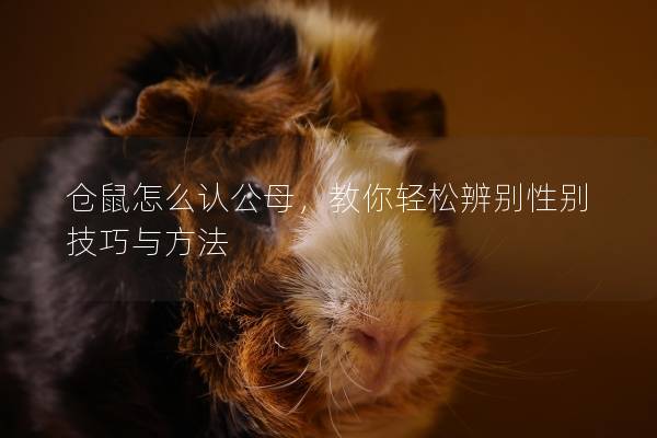 仓鼠怎么认公母，教你轻松辨别性别技巧与方法