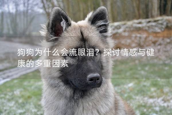 狗狗为什么会流眼泪?探讨情感与健康的多重因素 狗狗为什么会流眼泪?探讨情感与健康的多重因素
