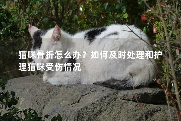 猫咪骨折怎么办？如何及时处理和护理猫咪受伤情况