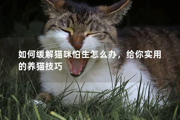 如何缓解猫咪怕生怎么办，给你实用的养猫技巧