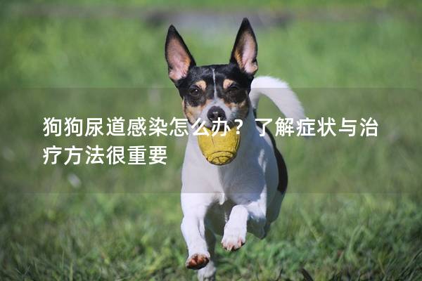 狗狗尿道感染怎么办？了解症状与治疗方法很重要