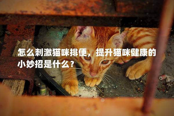 怎么刺激猫咪排便，提升猫咪健康的小妙招是什么？