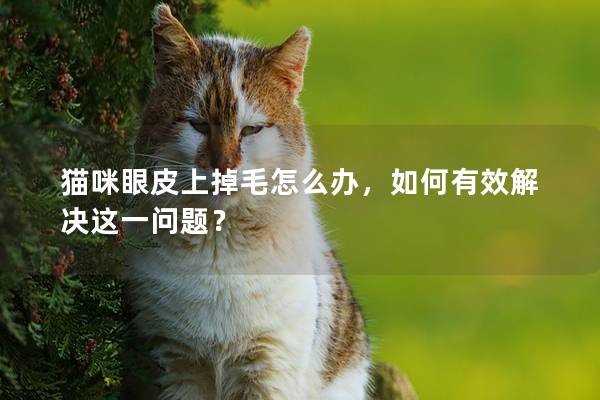 猫咪眼皮上掉毛怎么办，如何有效解决这一问题？