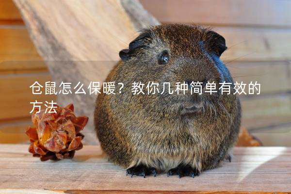 仓鼠怎么保暖？教你几种简单有效的方法
