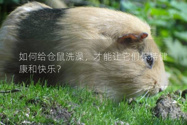 如何给仓鼠洗澡，才能让它们保持健康和快乐？