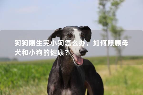 狗狗刚生完小狗怎么办，如何照顾母犬和小狗的健康？
