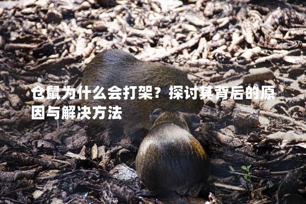 仓鼠为什么会打架？探讨其背后的原因与解决方法
