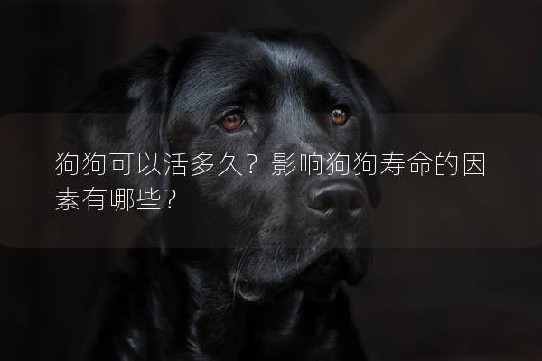 狗狗可以活多久?影响狗狗寿命的因素有哪些? 狗狗可以活多久?影响狗狗寿命的因素有哪些?