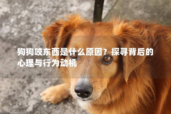 狗狗咬东西是什么原因？探寻背后的心理与行为动机