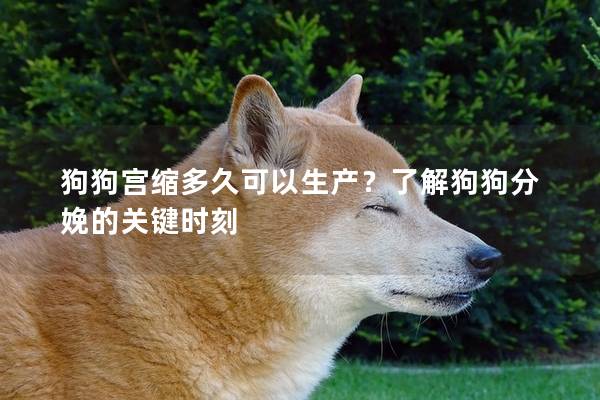 狗狗宫缩多久可以生产？了解狗狗分娩的关键时刻
