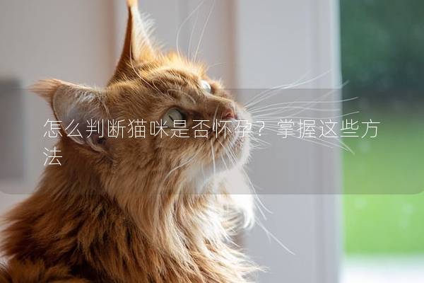 怎么判断猫咪是否怀孕？掌握这些方法