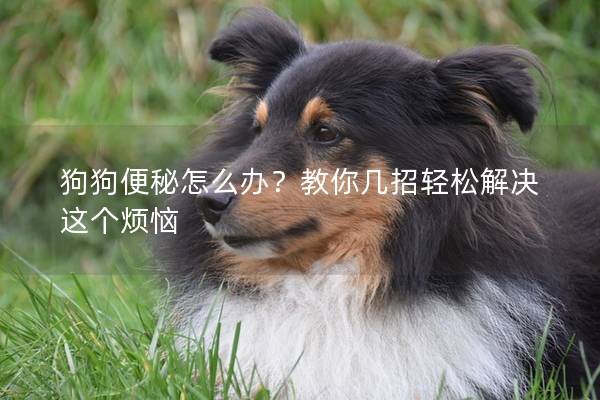 狗狗便秘怎么办？教你几招轻松解决这个烦恼
