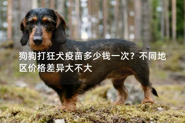 狗狗打狂犬疫苗多少钱一次？不同地区价格差异大不大