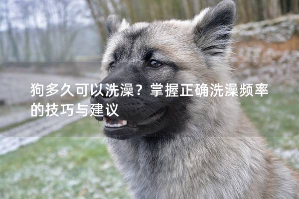 狗多久可以洗澡?掌握正确洗澡频率的技巧与建议 狗多久可以洗澡?掌握正确洗澡频率的技巧与建议
