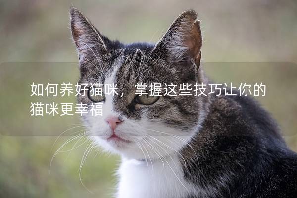 如何养好猫咪，掌握这些技巧让你的猫咪更幸福