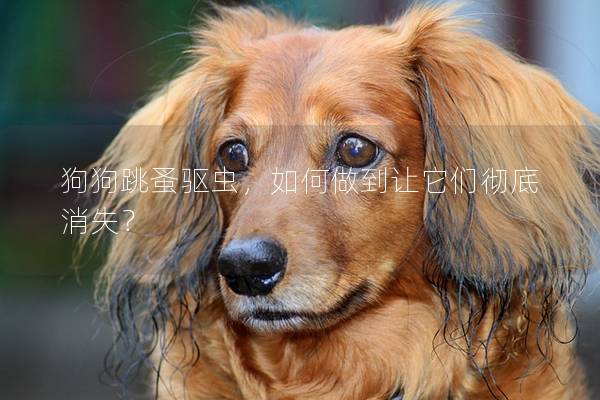 狗狗跳蚤驱虫,如何做到让它们彻底消失? 狗狗跳蚤驱虫,如何做到让它们彻底消失?