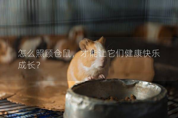 怎么照顾仓鼠，才能让它们健康快乐成长？