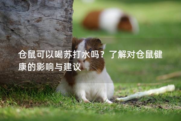 仓鼠可以喝苏打水吗？了解对仓鼠健康的影响与建议