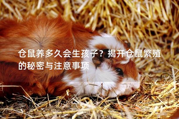 仓鼠养多久会生孩子？揭开仓鼠繁殖的秘密与注意事项