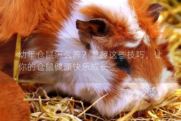 幼年仓鼠怎么养？掌握这些技巧，让你的仓鼠健康快乐成长