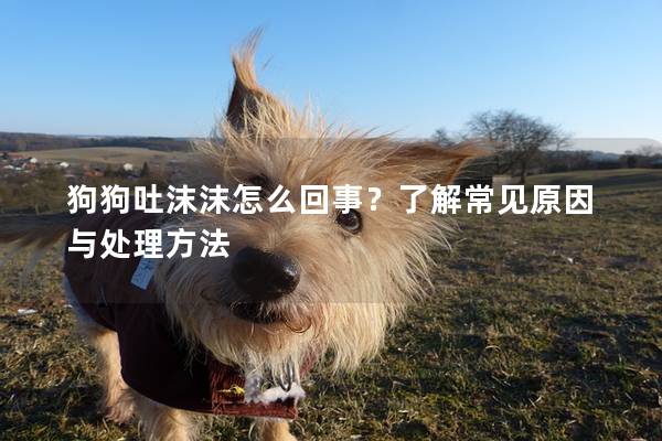 狗狗吐沫沫怎么回事？了解常见原因与处理方法