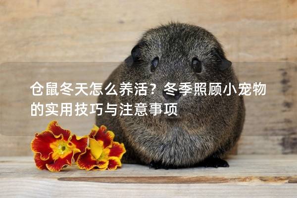 仓鼠冬天怎么养活？冬季照顾小宠物的实用技巧与注意事项
