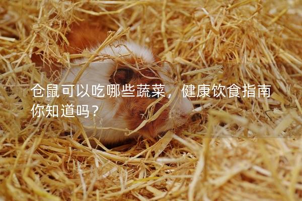 仓鼠可以吃哪些蔬菜，健康饮食指南你知道吗？