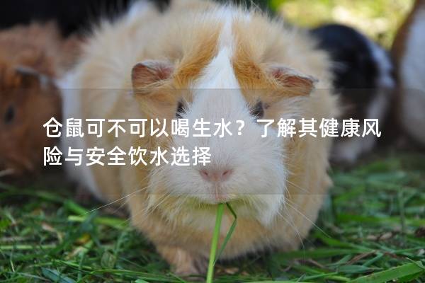 仓鼠可不可以喝生水？了解其健康风险与安全饮水选择
